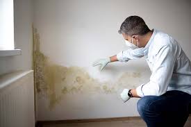 Best Environmental Consulting for Mold Prevention  in Rupert, ID